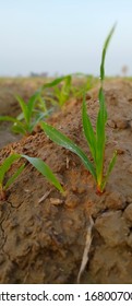 Beautiful Maize Plant With Dew Droplets On Leave In The Fields Of Maize Crop From The Village Of Pakistan.