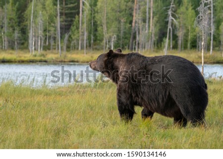 Similar – Image, Stock Photo Brown Bear Safari Hunter