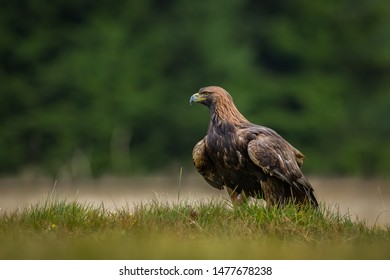 Dark Eagle Images Stock Photos Vectors Shutterstock