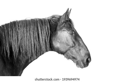 Beautiful Majestic Head Of A Black Stallion With A Long Mane On A White Background