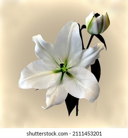 The beautiful majestic White Madonna Lily is up close in detail and isolated on a bright light brown and white coloured vignette background. 