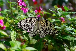 Beautiful Malabar Tree-Nymph Butterfly Sits Sipping From Pink Flowers