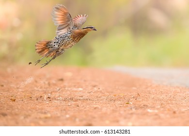 A Beautiful Male Bird Taking Off.
Mountain Bamboo Partridge (Bambusicola Fytchii). Male Bird Is Flying, Will Only Fly When Threatened.