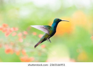 Beautiful male Black throated Mango hummingbird, Anthracothorax nigricollis, flying with a blurred pastel colors in background - Shutterstock ID 2365166951