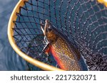 Beautiful male brook trout in spawning colors in a vintage wooden net