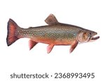 Beautiful male brook trout in spawning colors isolated on white background