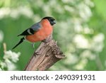 A beautiful male bullfinch sits on a tree stump. Wildlife scene with a red bird. Pyrrhula pyrrhula                               