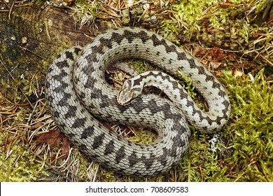 2,714 European Adder Images, Stock Photos & Vectors | Shutterstock