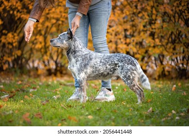 Beautiful male dog of australian cattle dog breed or blue heeler performing obedience with owner at  exhibition or show at nature