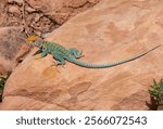 A beautiful male eastern collared lizard hanging out on a rock in a desert area. Very long tail and long toes.  Its head is large for its body size. It eats insects and other lizards.