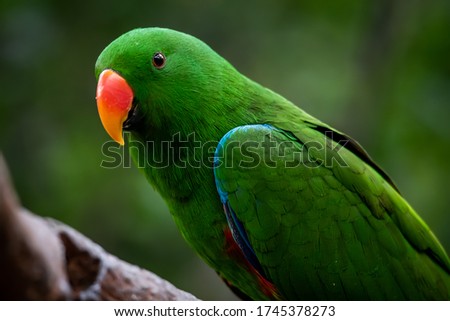 A Beautiful Male Eclectus Parrot