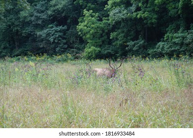 Beautiful Male Elk In Cherokee, NC