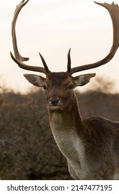 Beautiful Male Fallow Deer Close Up in A Natural Background in A National Park