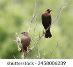 Beautiful Male and Female Brown Headed Cowbirds Perched on a Branch