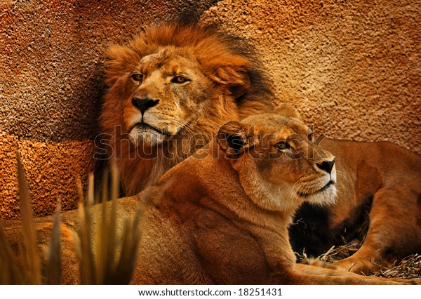 Beautiful Male Female Lions Resting Evening Stock Photo (Edit Now) 18251431