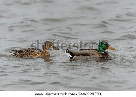 Beautiful Male and female Mallard duck (Anas platyrhynchos) swimming on lake surface in the Netherlands.