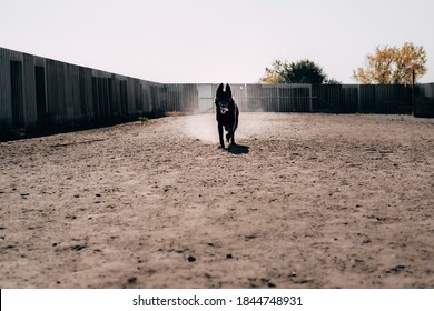 A beautiful male German shepherd of black color runs around the dog Playground, sticking out his tongue and standing like a pillar. Active pastime with a dog in the fresh air in the Park.