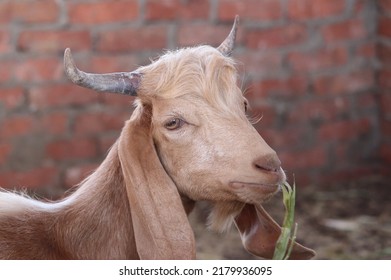 A Beautiful Male Goat From Egypt