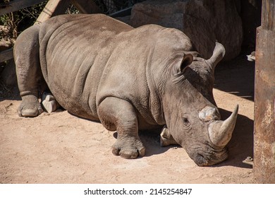 1,391 Rhino sleep Images, Stock Photos & Vectors | Shutterstock