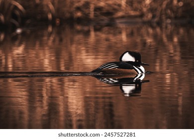 Beautiful Male Hooded Merganser duck swimming in lake - Powered by Shutterstock