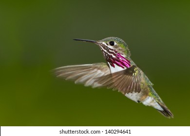 Beautiful Male Humming Bird In Mid Air With A Natural Green Background