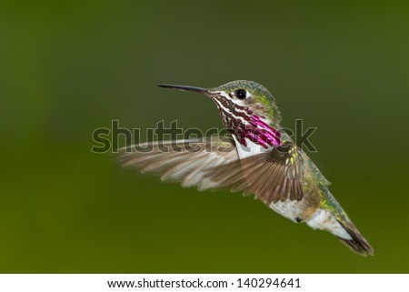 beautiful male humming bird in mid air with a natural green background