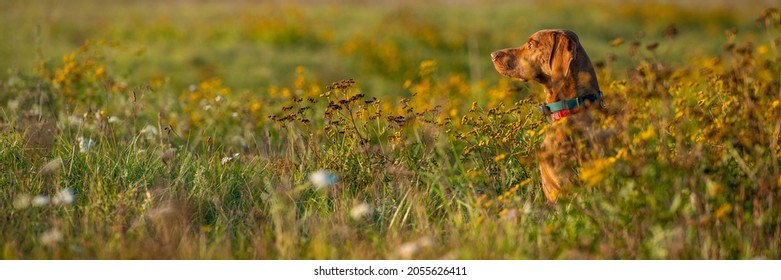 Beautiful male hungarian vizsla hunting dog outdoors portrait. Hunting dog stalking prey on a sunny autumn evening.