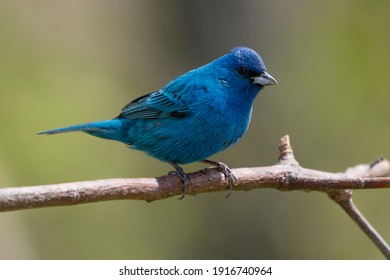 A beautiful male indigo bunting pauses for a moment on a branch near the edge of woodlands in northern Connecticut.  - Shutterstock ID 1916740964