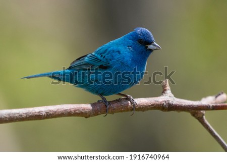 A beautiful male indigo bunting pauses for a moment on a branch near the edge of woodlands in northern Connecticut. 