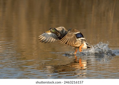 Beautiful Male Mallard duck (Anas platyrhynchos) taking off from water. Gelderland in the Netherlands.                                - Powered by Shutterstock