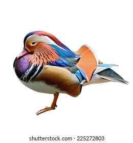 Mandarin Duck Images Stock Photos Vectors Mandarin Duck Images Stock Photos Vectors
