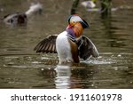 A beautiful male mandarin duck posing in a little pond called Jacobiweiher not far away from Frankfurt, Germany at a cold day in winter.