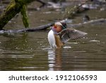 A beautiful male mandarin duck posing in a little pond called Jacobiweiher not far away from Frankfurt, Germany at a cold day in winter.