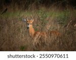 Beautiful male marsh deer with antlers in the Pantanal of Miranda, Mato Grosso do Sul, Brazil