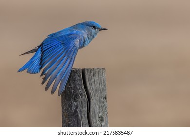 A beautiful male mountain bluebird stretches its wing while perched on a fence post.  