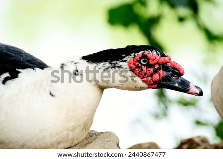Beautiful Male Muscovy Duck, Black and White Domestic Muscovy Duck
