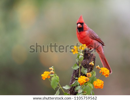 Beautiful Male Northern Cardinal in Southern Texas, USA