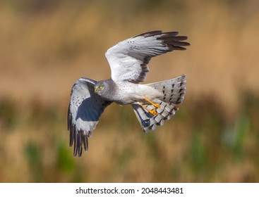 Beautiful male northern harrier - Circus hudsonius - marsh hawk, grey or gray ghost.  Hunting over meadow, great feather detail, yellow eye, tail bands, orange talons, shadow of head on inside of wing