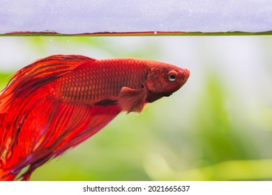 Beautiful Male Red Beta Fish