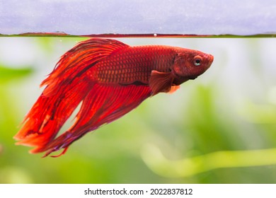 Beautiful Male Red Beta Fish