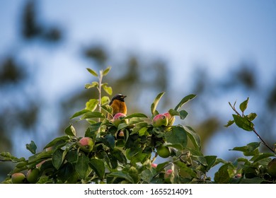A beautiful male redstart sitting in an apple tree in a late summer. Wild bird getting ready for nesting in a backyard.