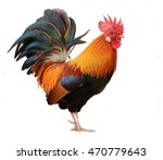 beautiful male rooster isolated on white background