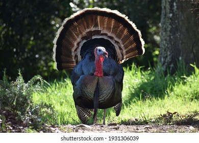Beautiful Male Turkey Foraging For Food On A Secluded Hill Side In Early Spring In Northern California 
