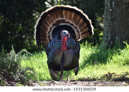 Beautiful Male Turkey Foraging For Food On A Secluded Hill Side In Early Spring In Northern California 