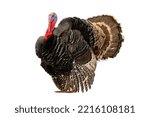 beautiful male turkey isolated on white background