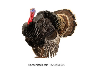 beautiful male turkey isolated on white background