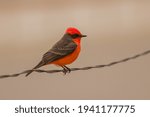 a beautiful male vermillion flycatcher