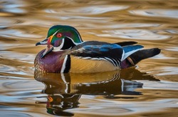 A Beautiful Male Wood Duck Swimming In A City Park Pond With The Golden Reflection Of Late Autumn Leaves.