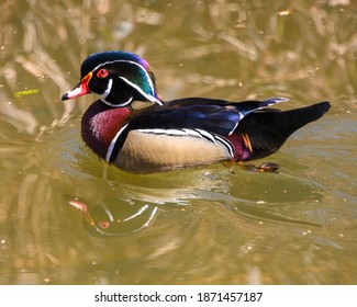 Purple Duck With Yellow Ducks Stock Photos Images Photography Shutterstock