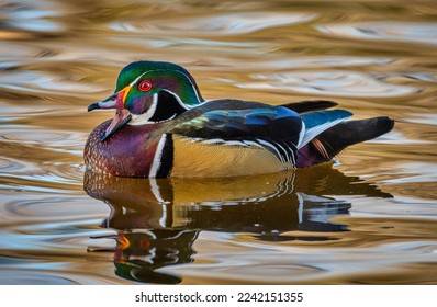 A beautiful male Wood Duck swimming in a city park pond with the golden reflection of late autumn leaves.